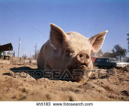 1980S Pig Wallowing In Dirt Mud On Farm View Large Photo Image Stock Image - 1980S Pig Wallowing In Dirt Mud On Farm. Fotosearch