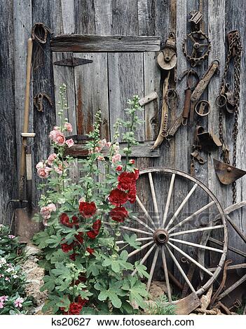 1980S Pink Red Hollyhocks Flowers By Side Old Weathered Barn Door Wagon Wheel Tools View Large Photo Image Stock Photo - 1980S Pink Red Hollyhocks Flowers By Side Old Weathered Barn Door Wagon Wheel Tools. Fotosearch