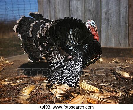 1980S Profile Male Tom Turkey Full Display Of Feathers View Large Photo Image Stock Image - 1980S Profile Male Tom Turkey Full Display Of Feathers. Fotosearch