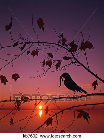 1980S Robin Turdus Migratorius With Worm In Tree Silhouette Early Bird Gets The Worm View Large Photo Image Stock Image - 1980S Robin Turdus Migratorius With Worm In Tree Silhouette Early Bird Gets The Worm . Fotosearch
