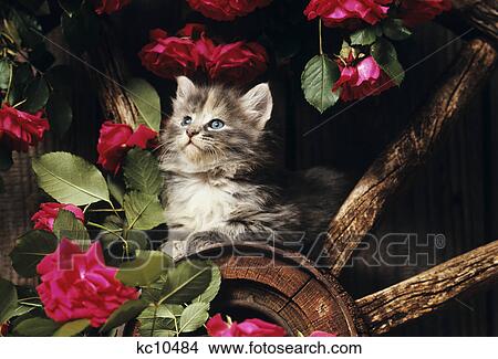 1980S Single Kitten Climbing On Wagon Wheel Amid Wild Red Roses View Large Photo Image Picture - 1980S Single Kitten Climbing On Wagon Wheel Amid Wild Red Roses . Fotosearch