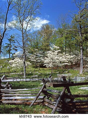 1980S Spring Scenic Dogwood Blossoms National Battlefield Gettysburg Pennsylvania Usa View Large Photo Image Stock Image - 1980S Spring Scenic Dogwood Blossoms National Battlefield Gettysburg Pennsylvania Usa . Fotosearch