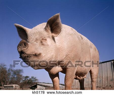 1980S Standing Pig With Dirty Nose View Large Photo Image Stock Photo - 1980S Standing Pig With Dirty Nose. Fotosearch