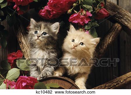 1980S Two Kittens Climbing On Wagon Wheel Amid Wild Red Roses View Large Photo Image Stock Image - 1980S Two Kittens Climbing On Wagon Wheel Amid Wild Red Roses . Fotosearch