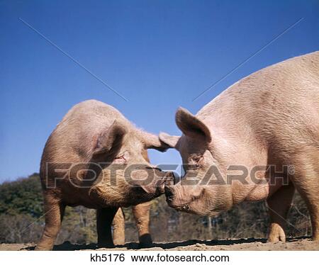 Stock Photograph - 1980S Two Pigs Nose To Nose. Fotosearch