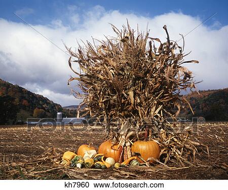 1980S Vermont Farm Corn Field With Pumpkins Usa View Large Photo Image Stock Image - 1980S Vermont Farm Corn Field With Pumpkins Usa. Fotosearch