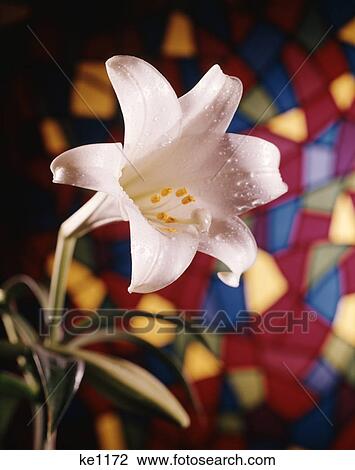 1980S White Easter Lily With Stained Glass Background View Large Photo Image Stock Image - 1980S White Easter Lily With Stained Glass Background. Fotosearch