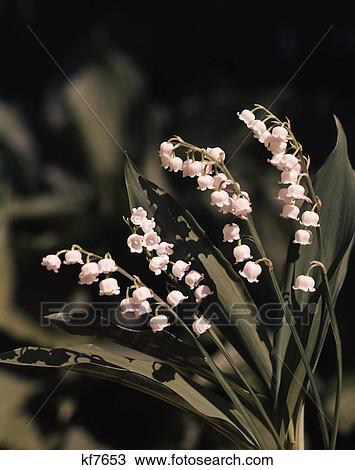 1980S White Flower Lily Of The Valley View Large Photo Image Stock Image - 1980S White Flower Lily Of The Valley. Fotosearch