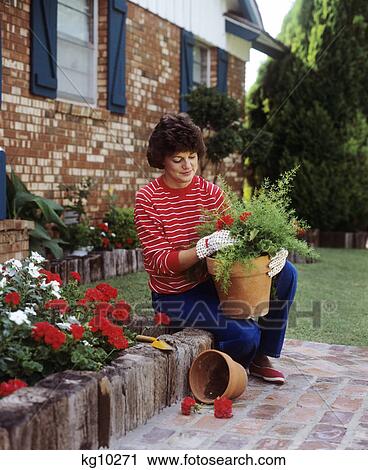 Stock Image - 1980S Woman Planting Geraniums In Terra Cotta Pot. Fotosearch