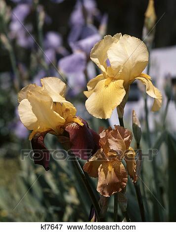 1980S Yellow And Orange Bearded Iris Blooms View Large Photo Image Stock Photo - 1980S Yellow And Orange Bearded Iris Blooms. Fotosearch