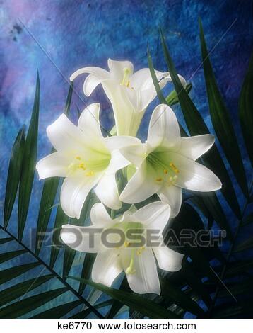 1990S 4 White Easter Lilies Blue Background View Large Photo Image Stock Image - 1990S 4 White Easter Lilies Blue Background. Fotosearch