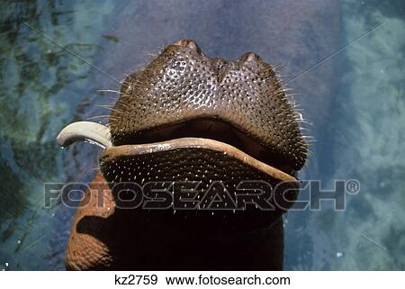 Stock Photo - 1990S Close-Up Of Hippopotamus Hippopotamus Amphibius Snout With Only One Tusk Africa. Fotosearch