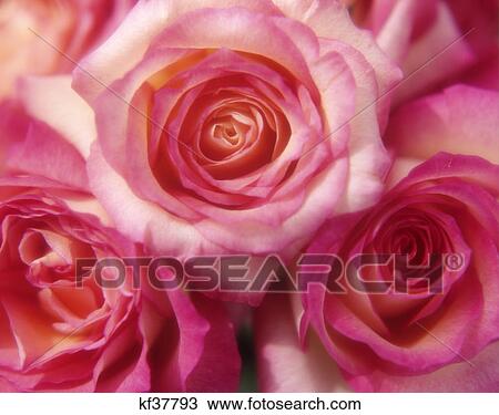 1990S Close-Up Of Pink Roses View Large Photo Image Stock Image - 1990S Close-Up Of Pink Roses. Fotosearch