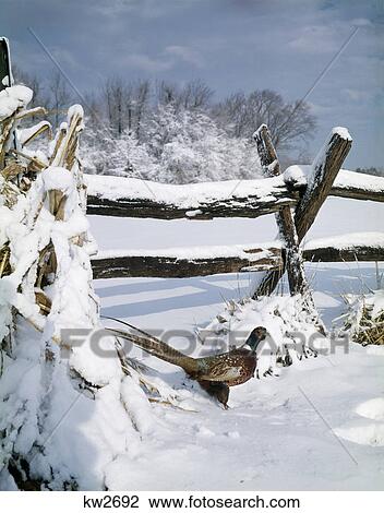 1990S Common Pheasant Phasianus Colchicus Cock By Snowy Split Rail Fence Winter Landscape View Large Photo Image Stock Image - 1990S Common Pheasant Phasianus Colchicus Cock By Snowy Split Rail Fence Winter Landscape. Fotosearch