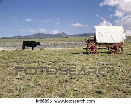 1990S Covered Wagon And Steer Near The Ghost Gold Mining Town Of South Pass City Wyoming Usa View Large Photo Image Stock Photography - 1990S Covered Wagon And Steer Near The Ghost Gold Mining Town Of South Pass City Wyoming Usa. Fotosearch