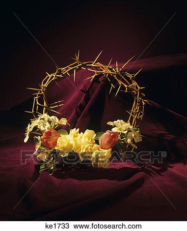 1990S Crown Of Thorns With Flowers View Large Photo Image Stock Image - 1990S Crown Of Thorns With Flowers . Fotosearch