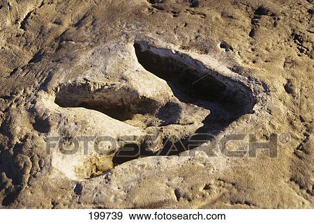 1990S Dinosaur Track Glen Rose Tx View Large Photo Image Stock Photo - 1990S Dinosaur Track Glen Rose Tx . Fotosearch