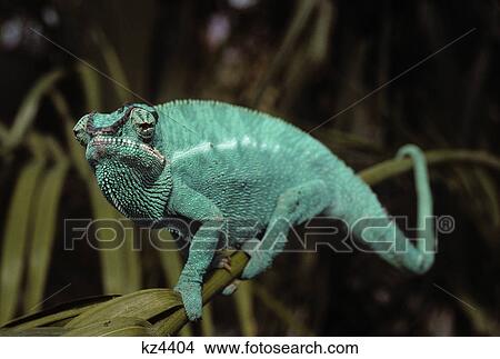 1990S Male Panther Chameleon Furcifer Pardalis Clinging To Branch Looking At Camera View Large Photo Image Picture - 1990S Male Panther Chameleon Furcifer Pardalis Clinging To Branch Looking At Camera. Fotosearch