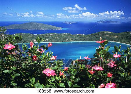 1990S Pink Hibiscus On Hilltop View Of Megan Bay St. Thomas Virgin Islands View Large Photo Image Stock Photo - 1990S Pink Hibiscus On Hilltop View Of Megan Bay St. Thomas Virgin Islands . Fotosearch