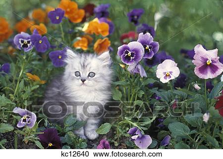 1990S Shaded Silver Persian Kitten In Garden With Pansies View Large Photo Image Stock Image - 1990S Shaded Silver Persian Kitten In Garden With Pansies. Fotosearch