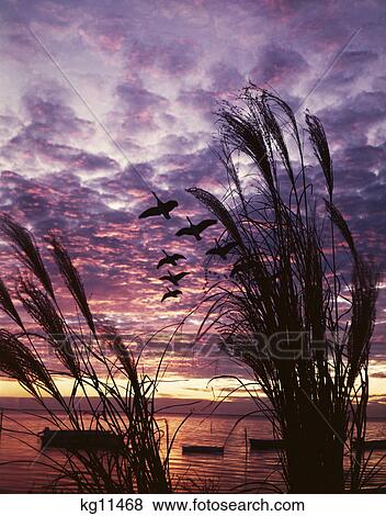 1990S Silhouetted Tufts Of Wild Grass And Canada Geese In Flight Over Sunset Lake View Large Photo Image Stock Photo - 1990S Silhouetted Tufts Of Wild Grass And Canada Geese In Flight Over Sunset Lake. Fotosearch