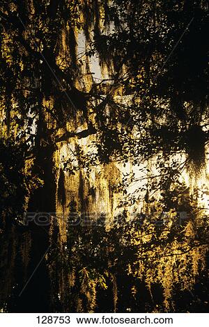 1990S Southern Foliage Spanish Moss Hanging In Tree View Large Photo Image Stock Image - 1990S Southern Foliage Spanish Moss Hanging In Tree . Fotosearch