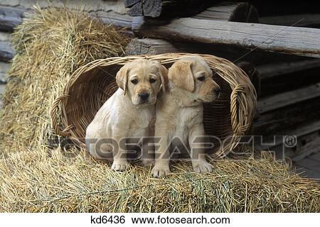 1990S Two Yellow Labrador Retriever Puppy Dogs Sitting By Basket On Hay Bales View Large Photo Image Stock Photograph - 1990S Two Yellow Labrador Retriever Puppy Dogs Sitting By Basket On Hay Bales. Fotosearch