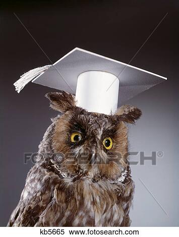 Stock Photography - 1990S Wise Old Owl Wearing White Mortarboard Graduation Cap. Fotosearch