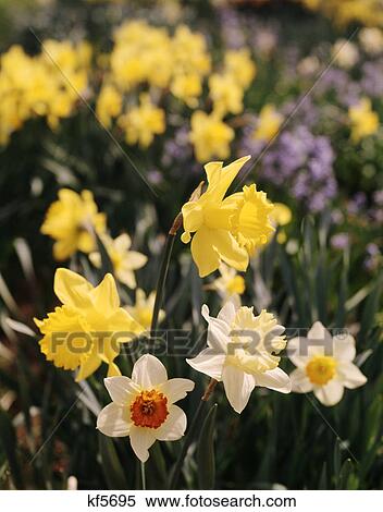 Stock Photography - 1990S Yellow Daffodils And Jonquils. Fotosearch