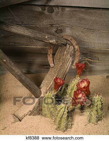 2000S Cactus Flowers Horseshoe Broken Wagon Wheel View Large Photo Image Stock Photo - 2000S Cactus Flowers Horseshoe Broken Wagon Wheel. Fotosearch