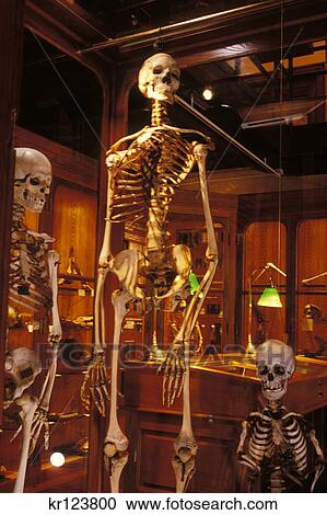2000S Human Skeleton At The Mutter Museum College Of Physicians Philadelphia Pennsylvania Usa View Large Photo Image Stock Image - 2000S Human Skeleton At The Mutter Museum College Of Physicians Philadelphia Pennsylvania Usa. Fotosearch