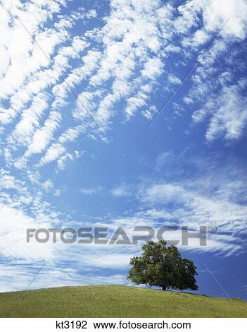 Stock Image - 2000S Large Lone Green Oak Tree On Hilltop Blue Sky Kern County California. Fotosearch