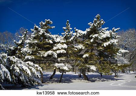 Stock Photo - 2000S Snow Covered Pine Trees Philadelphia Pennsylvania Usa. Fotosearch