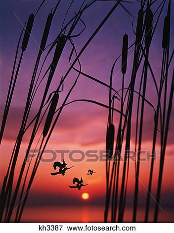 2000S Three Halloween Witches On Broomsticks Flying At Sunset Cattails In Foreground View Large Photo Image Stock Photo - 2000S Three Halloween Witches On Broomsticks Flying At Sunset Cattails In Foreground . Fotosearch