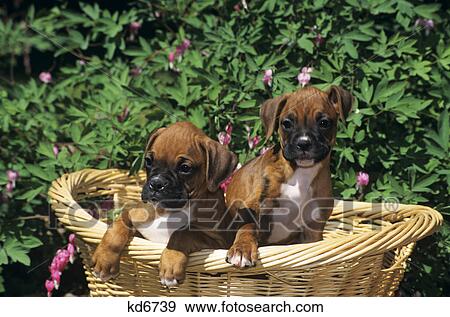 2000S Two Boxer Puppy Dogs In Basket View Large Photo Image Stock Photo - 2000S Two Boxer Puppy Dogs In Basket. Fotosearch