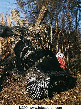 Autumn Scene With Male Tom Turkey Full Display Of Feathers View Large Photo Image Stock Photo - Autumn Scene With Male Tom Turkey Full Display Of Feathers. Fotosearch