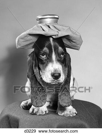 Bassett Hound Dog With Ice Pack On Head View Large Photo Image Stock Photo - Bassett Hound Dog With Ice Pack On Head. Fotosearch