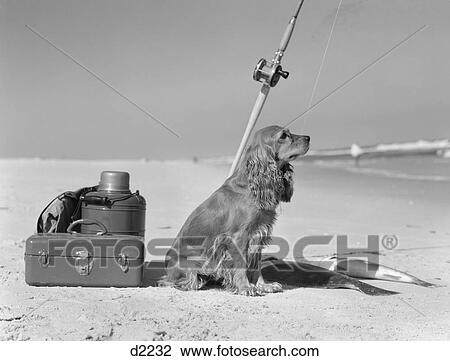 Stock Image - Cocker Spaniel Dog Standing Guard Over Two Caught Fish And Fishing Equipment. Fotosearch
