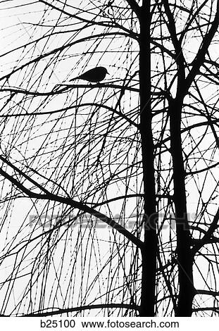 Posterization Of Bird Perched On Branch Of Tree View Large Photo Image Stock Image - Posterization Of Bird Perched On Branch Of Tree. Fotosearch