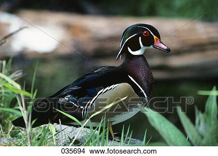 Profile Male Wood Duck View Large Photo Image Picture - Profile Male Wood Duck. Fotosearch