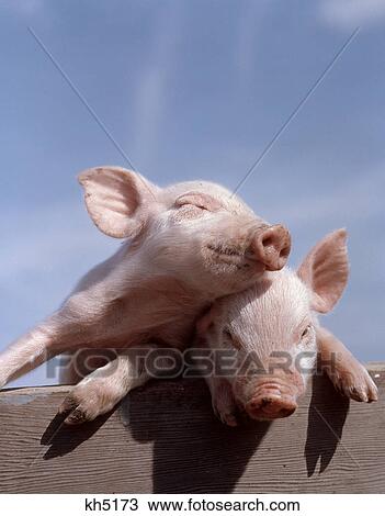 Two Piglets Leaning Against Each Other On Fence Rail View Large Photo Image Stock Image - Two Piglets Leaning Against Each Other On Fence Rail. Fotosearch