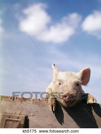 Young Piglet Looking Over Fence View Large Photo Image Stock Photography - Young Piglet Looking Over Fence. Fotosearch