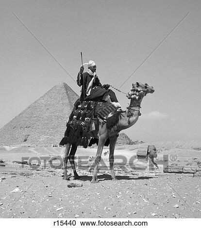 1950S Native Man Arab Riding Camel Near The Great Pyramid At Giza And The Sphinx View Large Photo Image Stock Image - 1950S Native Man Arab Riding Camel Near The Great Pyramid At Giza And The Sphinx. Fotosearch