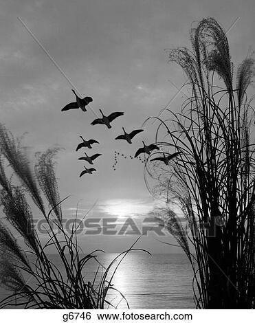 1960S Wild Geese In V Formation In Flight Over Water Seen Through Reeds View Large Photo Image Stock Photograph - 1960S Wild Geese In V Formation In Flight Over Water Seen Through Reeds. Fotosearch