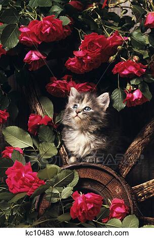 Stock Image - 1980S Blue Calico Longhaired Kitten. Fotosearch