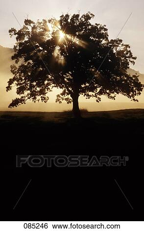 1980S Cades Cove Great Smoky Mountains National Park Tennessee Usa View Large Photo Image Stock Photograph - 1980S Cades Cove Great Smoky Mountains National Park Tennessee Usa. Fotosearch