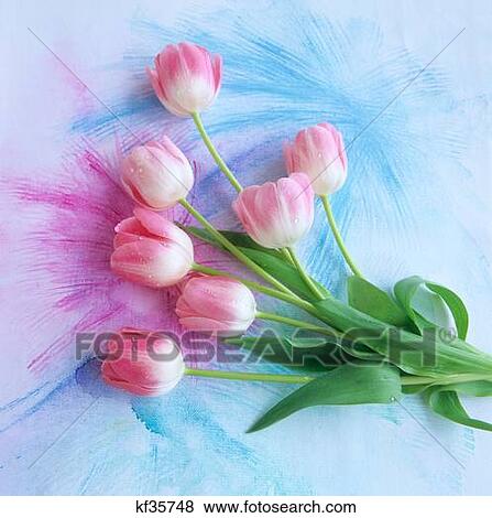 Stock Photo - 7 Pink Tulips On Pink & Blue Background. Fotosearch