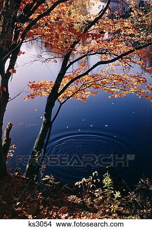 Circle Pattern In The Pond Water Falling Autumn Leaves View Large Photo Image Picture - Circle Pattern In The Pond Water Falling Autumn Leaves . Fotosearch
