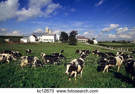 Herd Of Holstein Dairy Cows Lancaster County Pennsylvania View Large Photo Image Stock Image - Herd Of Holstein Dairy Cows Lancaster County Pennsylvania. Fotosearch