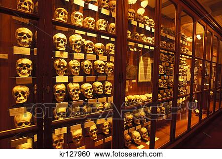 Philadelphia Pa Collection Of Human Skulls On Display At The Mutter Museum View Large Photo Image Stock Image - Philadelphia Pa Collection Of Human Skulls On Display At The Mutter Museum . Fotosearch